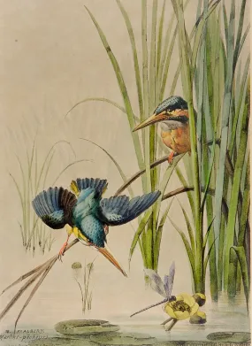 1880's Kingfisher Lithograph Print