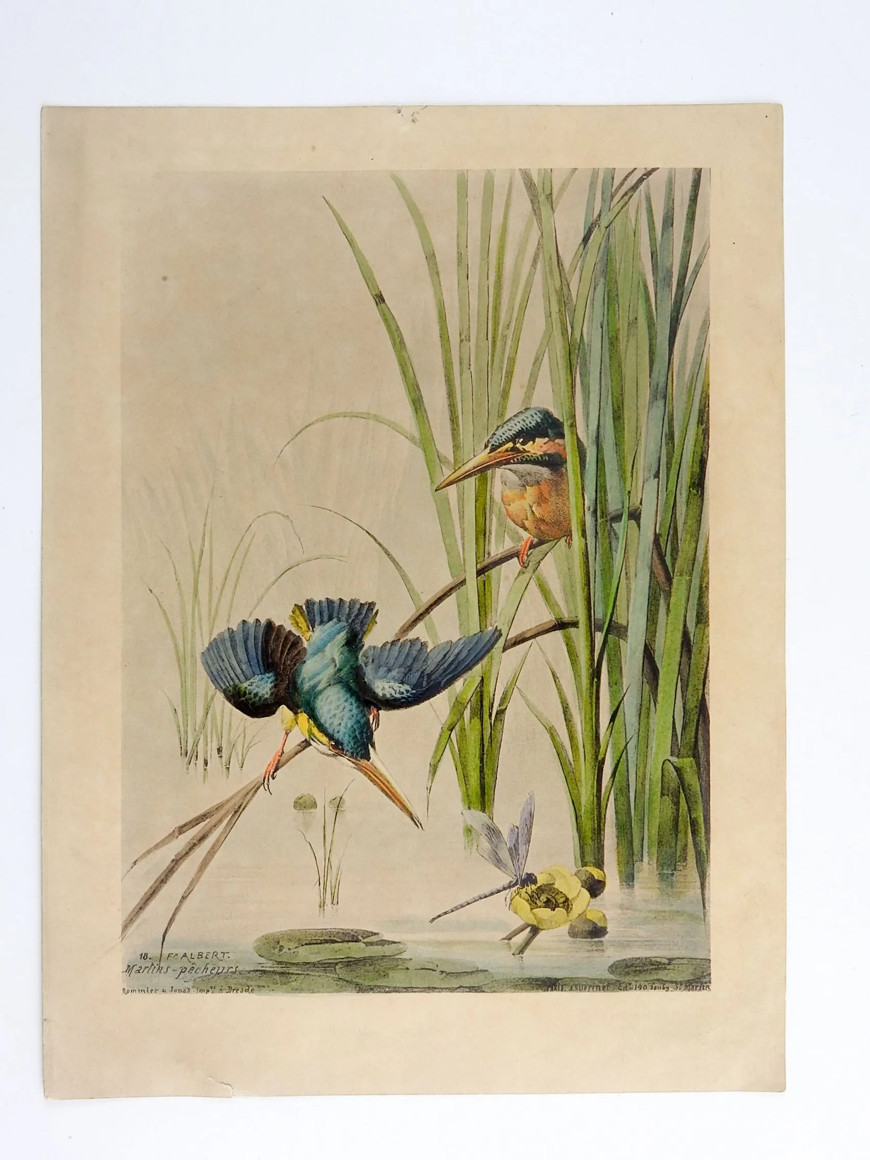 1880's Kingfisher Lithograph Print