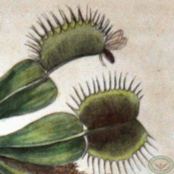 Lithograph Venus Flytrap Nodder, 1790